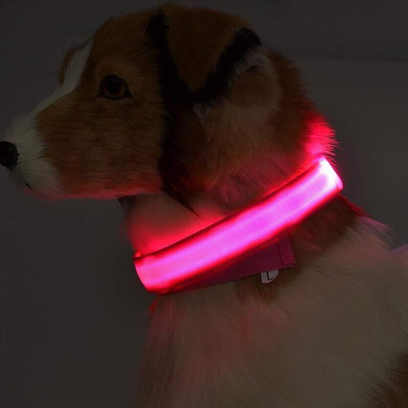 Flash ‘n’ Fur-ious